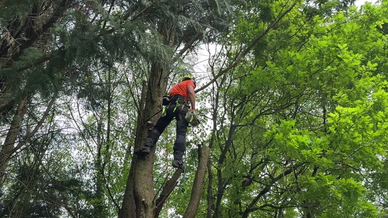 Best Tree Maintenance Programs  in Bonne Terre, MO